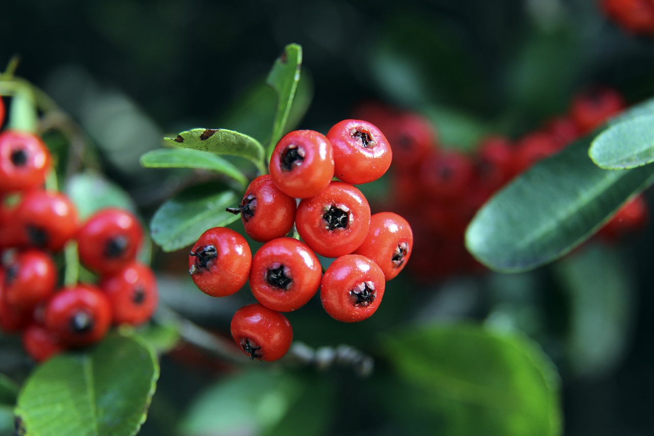 随着博洛尼 随着博洛尼